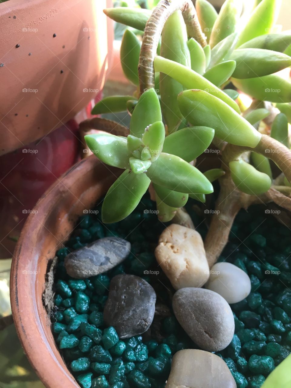 succulent in pot
