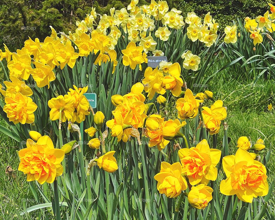 Spring flowers in a garden 