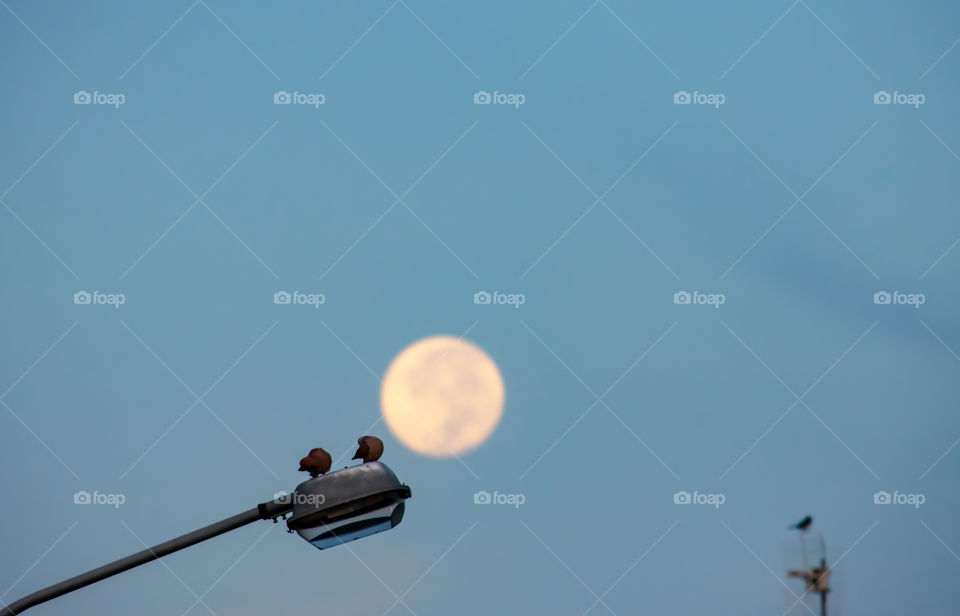 Doves on a street lamp A morning with the background of a full moon