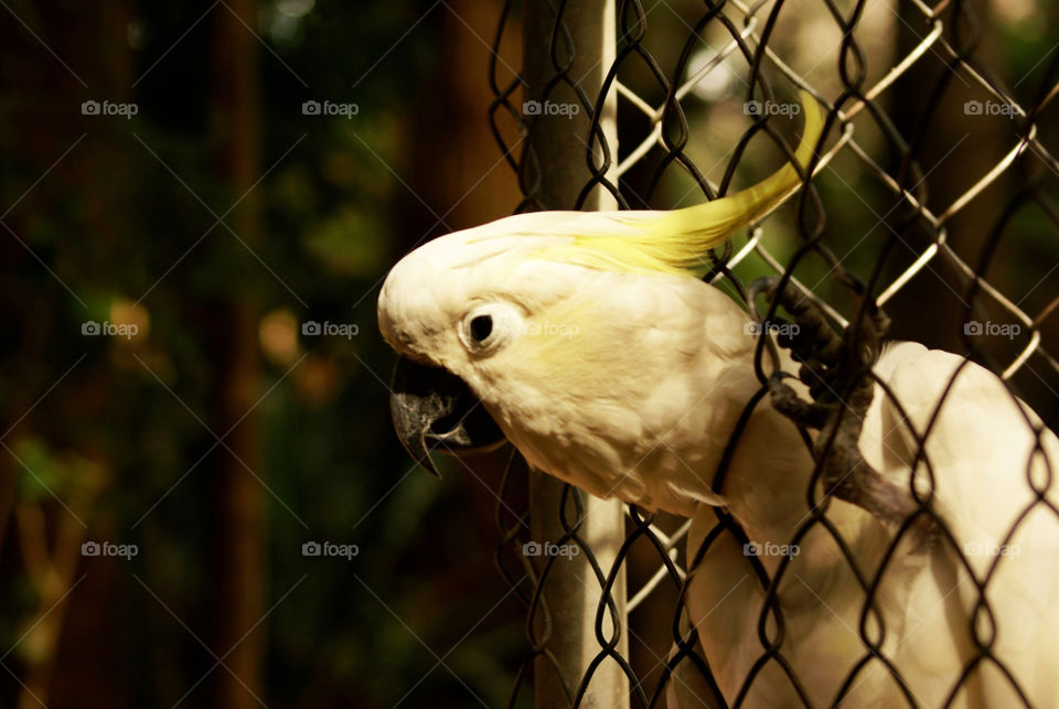 italy white fence bird by devevo