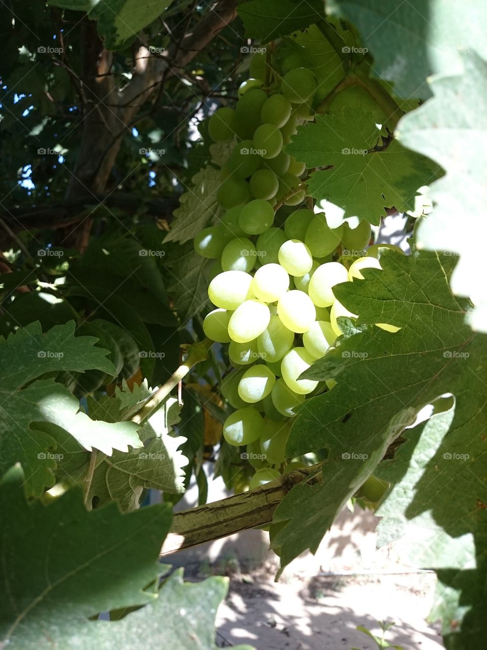 grapes green and white