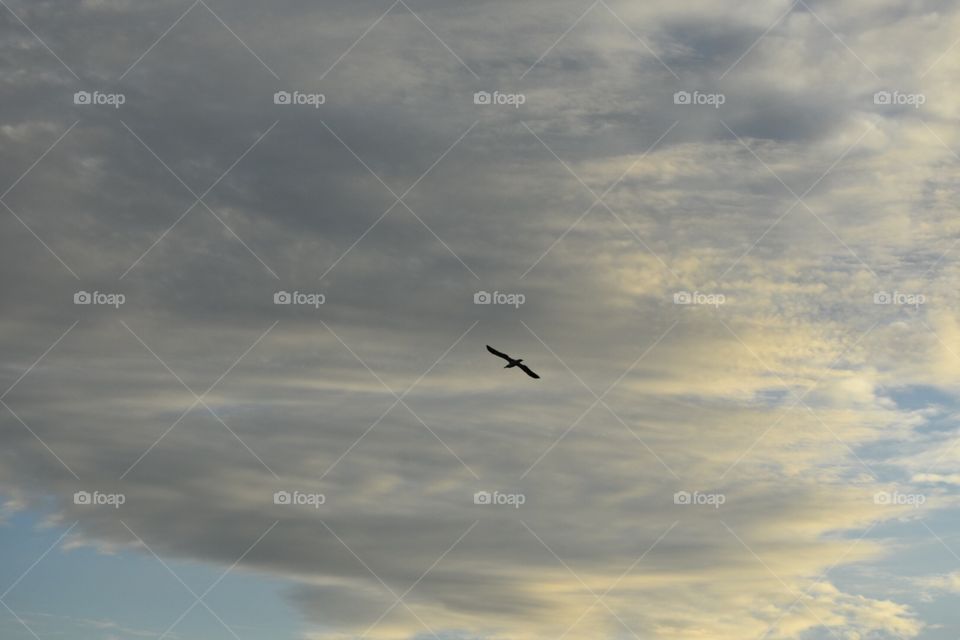 Sky, Airplane, Flight, Daylight, No Person