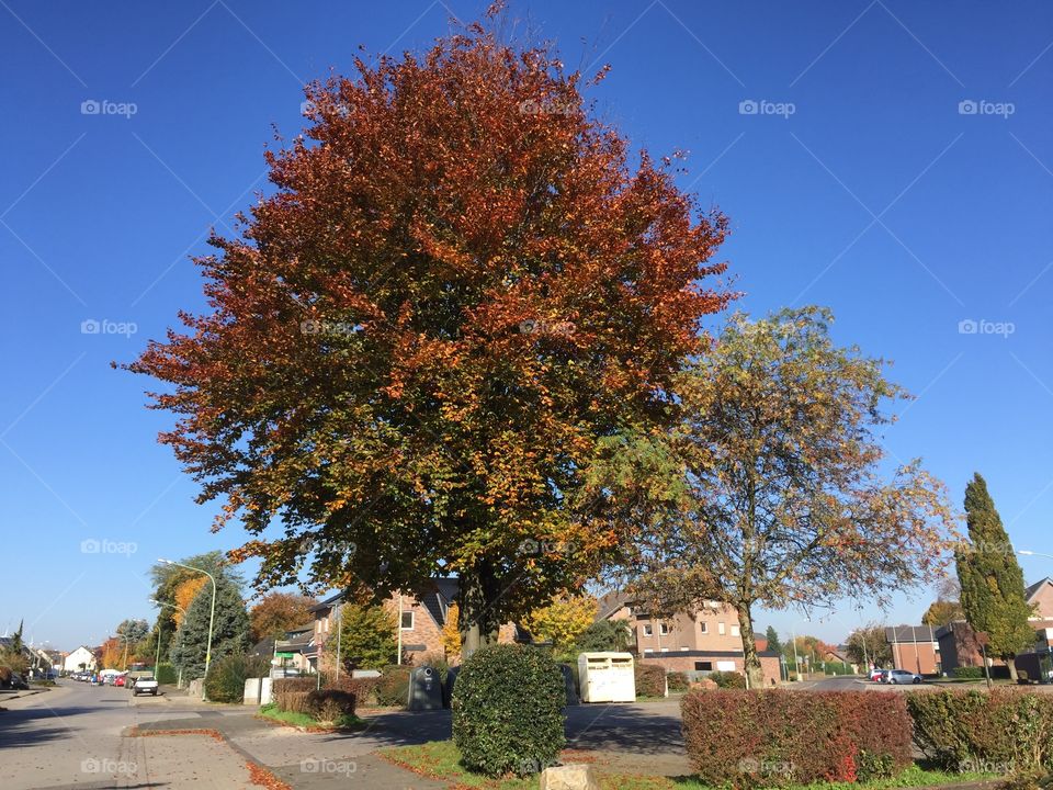 Autumn tree