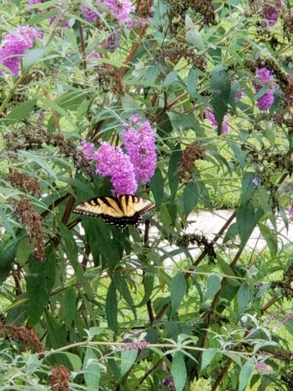 butterfly  bush
