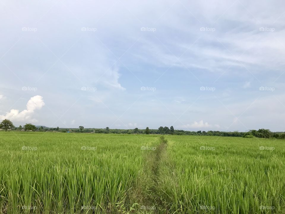 Paddy fields 