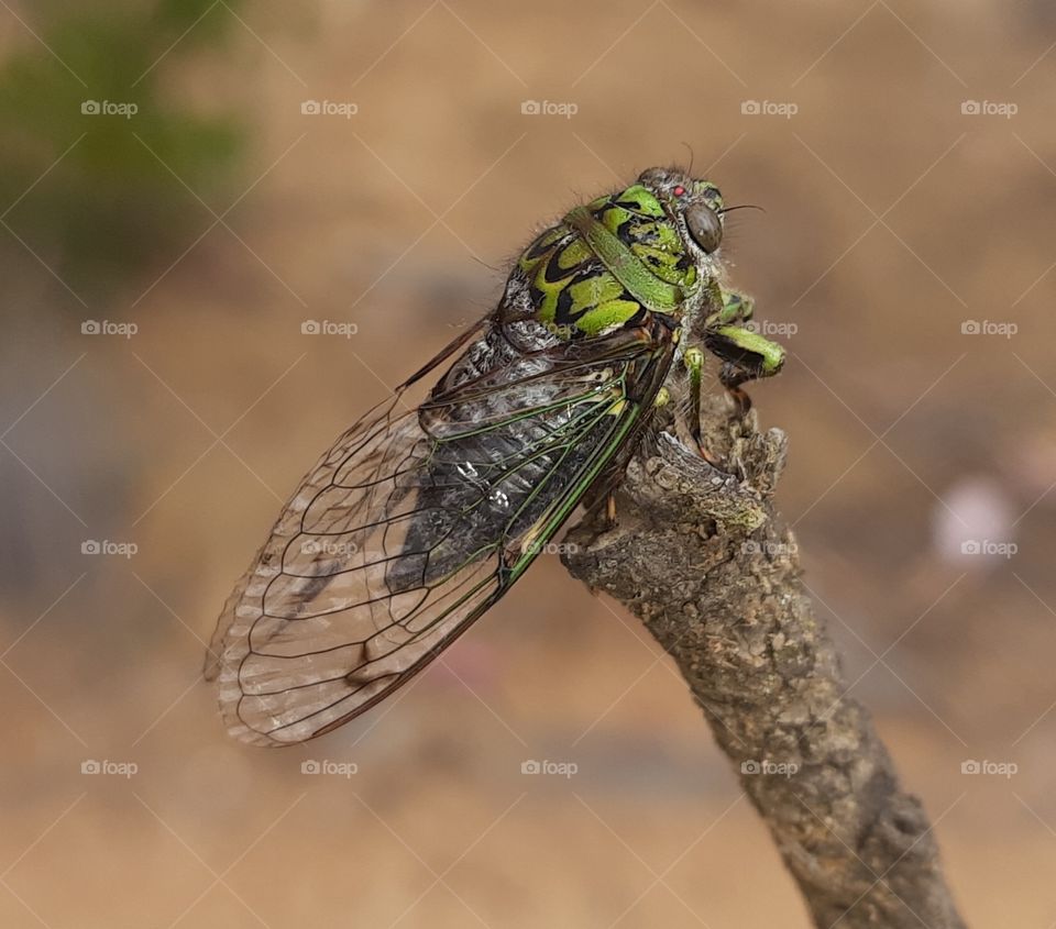 Colombian páramo landscape