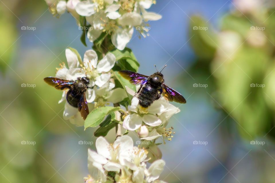 2 violet carpenter bees on blossom 