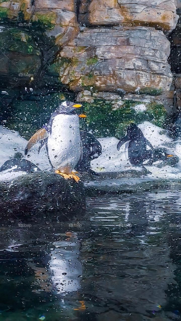 Penguins