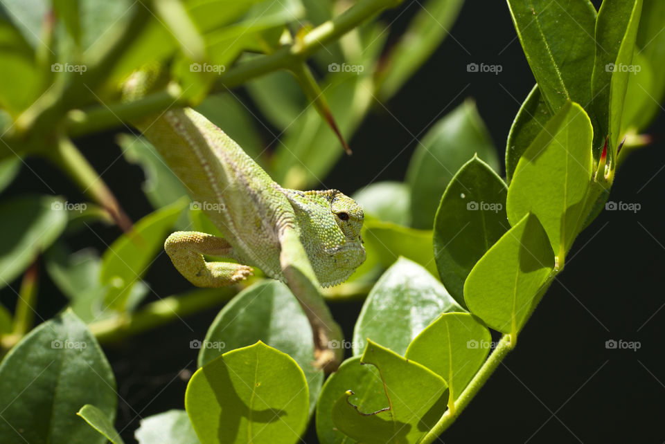 Chameleon climbing on a shrub looking for food