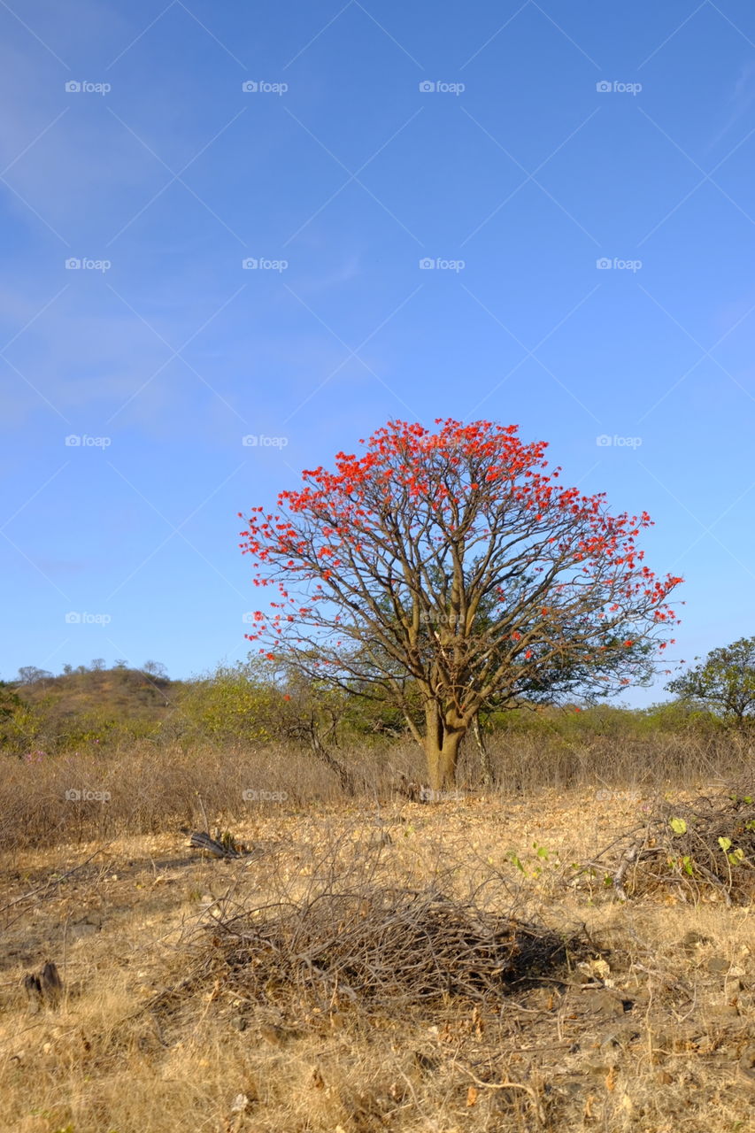 Dried tree with red flowers in the field