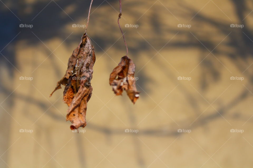 Close-up macro shot of dead dry leaves