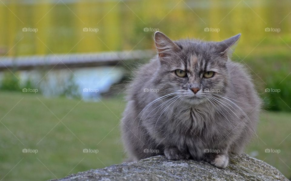 Cat sitting on rock