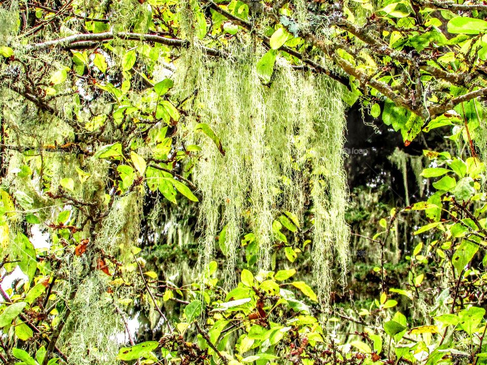 trees with green moss