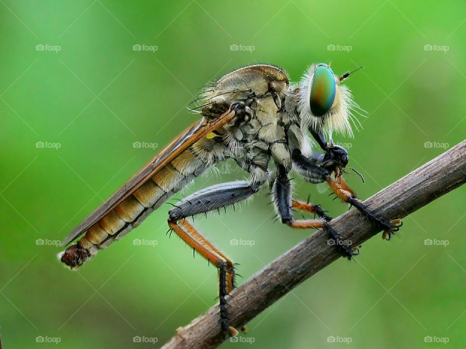 Meal Time..
Robberfly