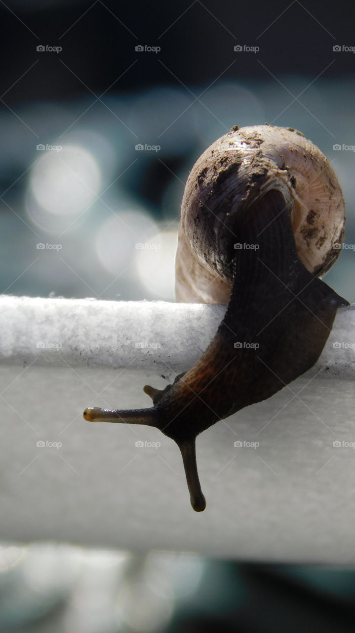 snail