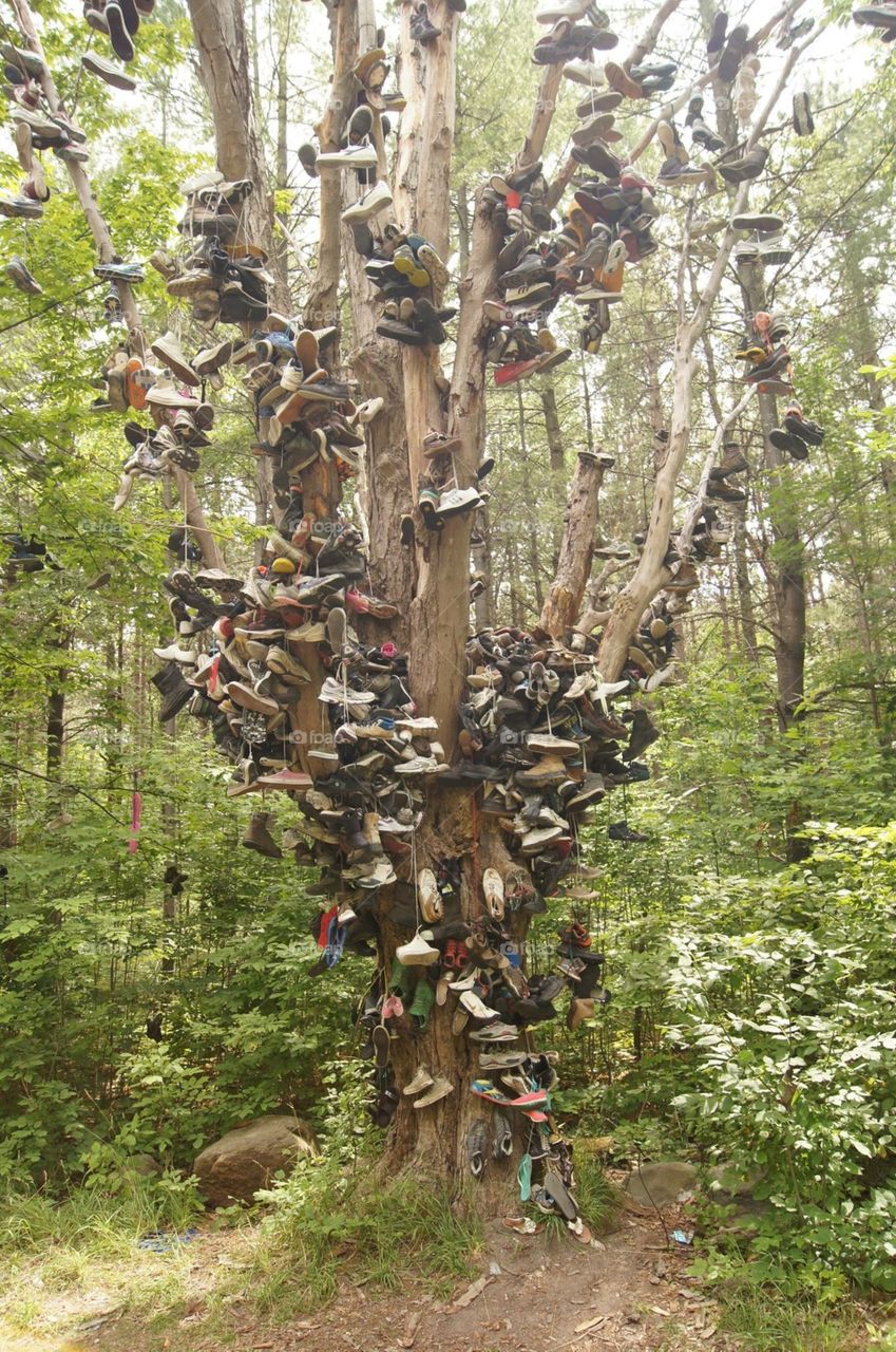 Shoes in a tree