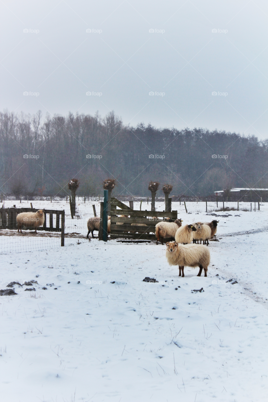 snow winter nature animal by twilite