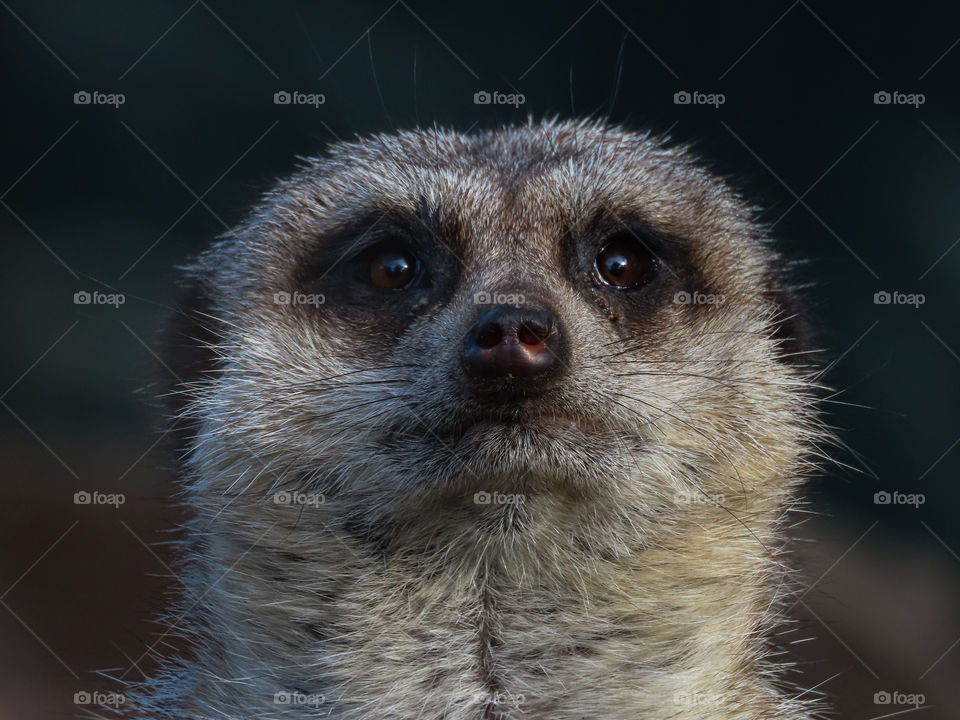 Meerkat headshot.