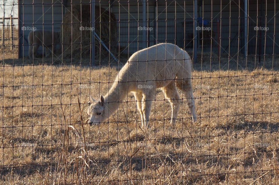 Llama mama