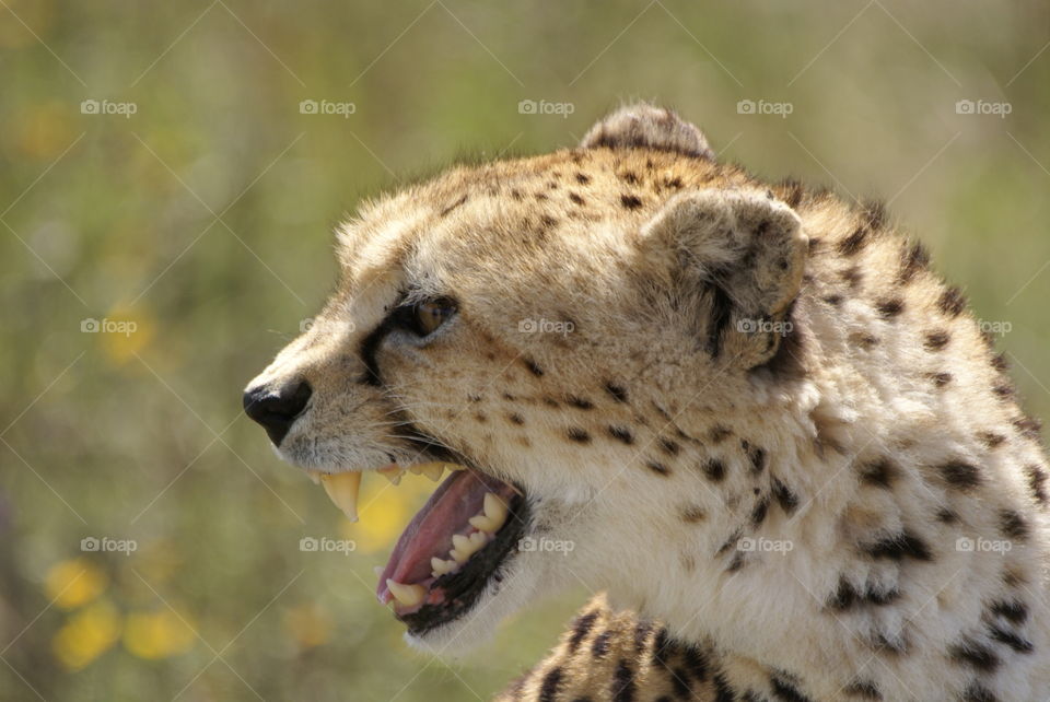 cheetah