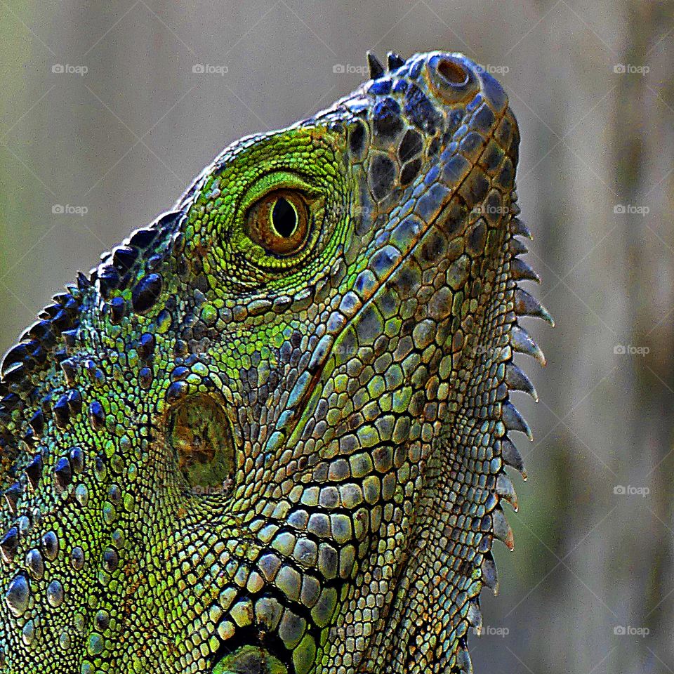 Iguana heads up - looking around very alert to his environment, this green iridescent reptile has his eyes on everything 