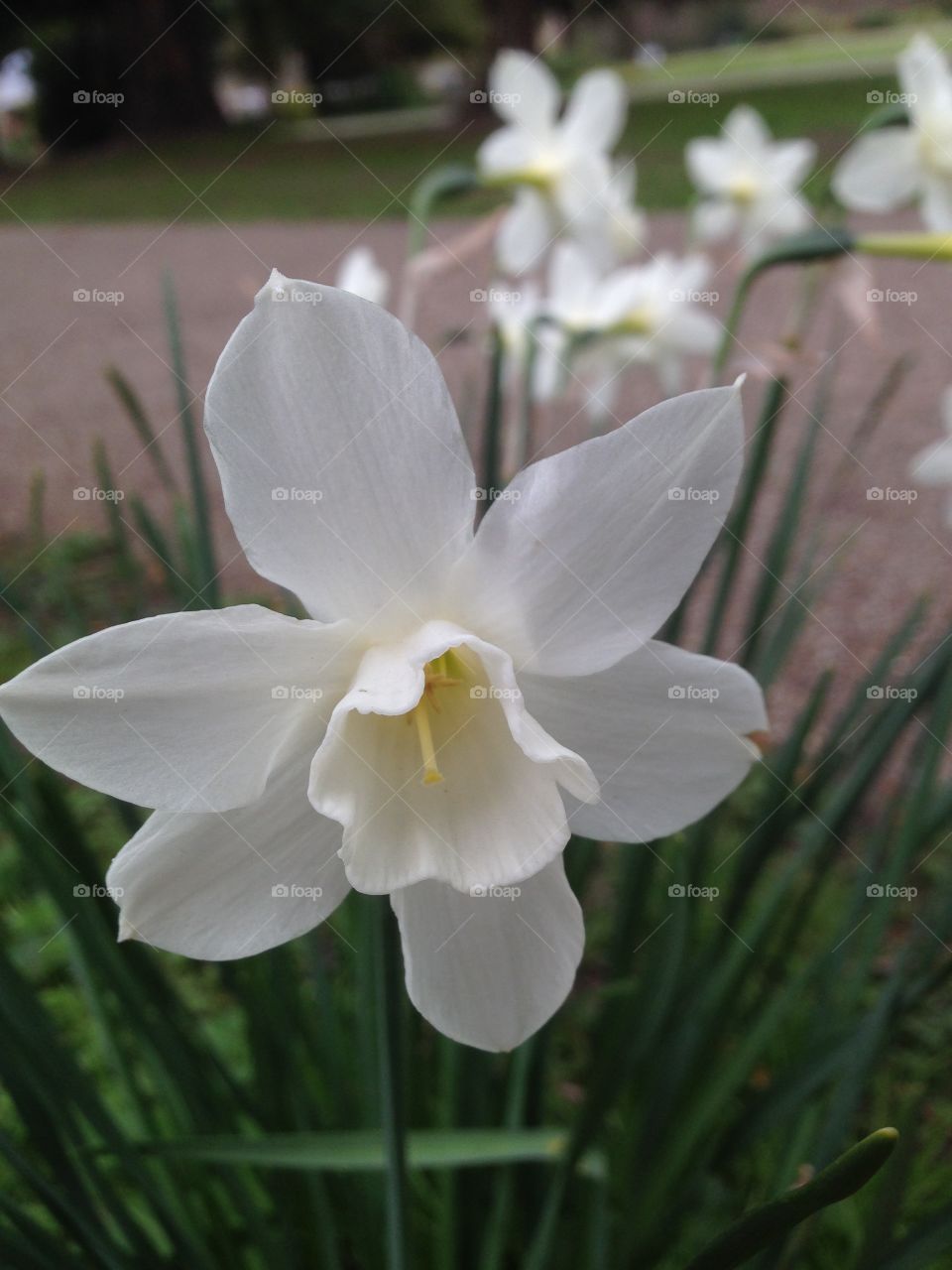 Daffodils 