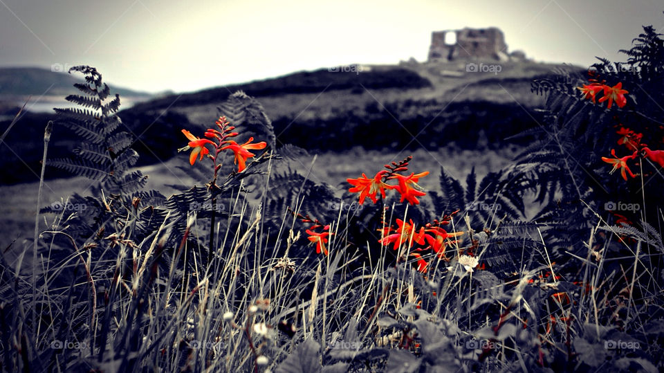 flowers garden red grass by krispett