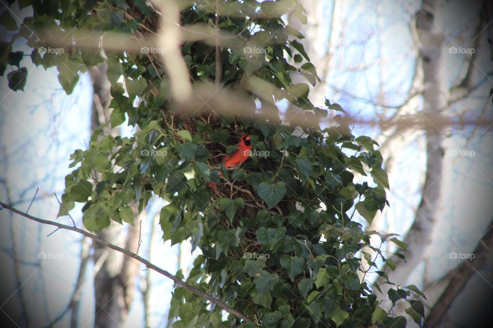Cardinal perched in Baltic Ivy