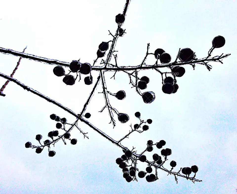 Frozen