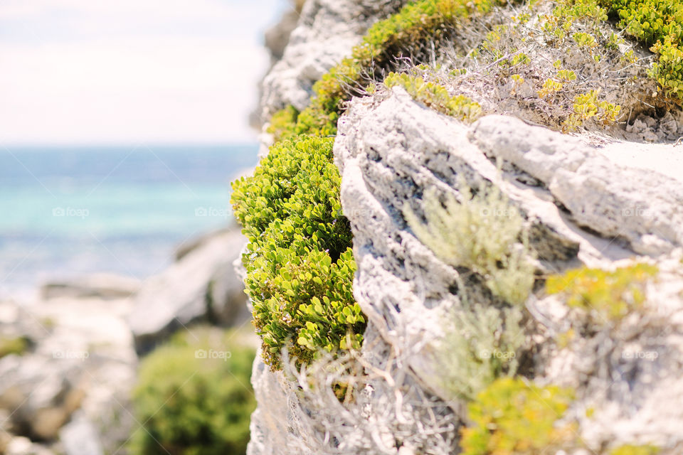 Beach succulents on rock, Rottnest Island 