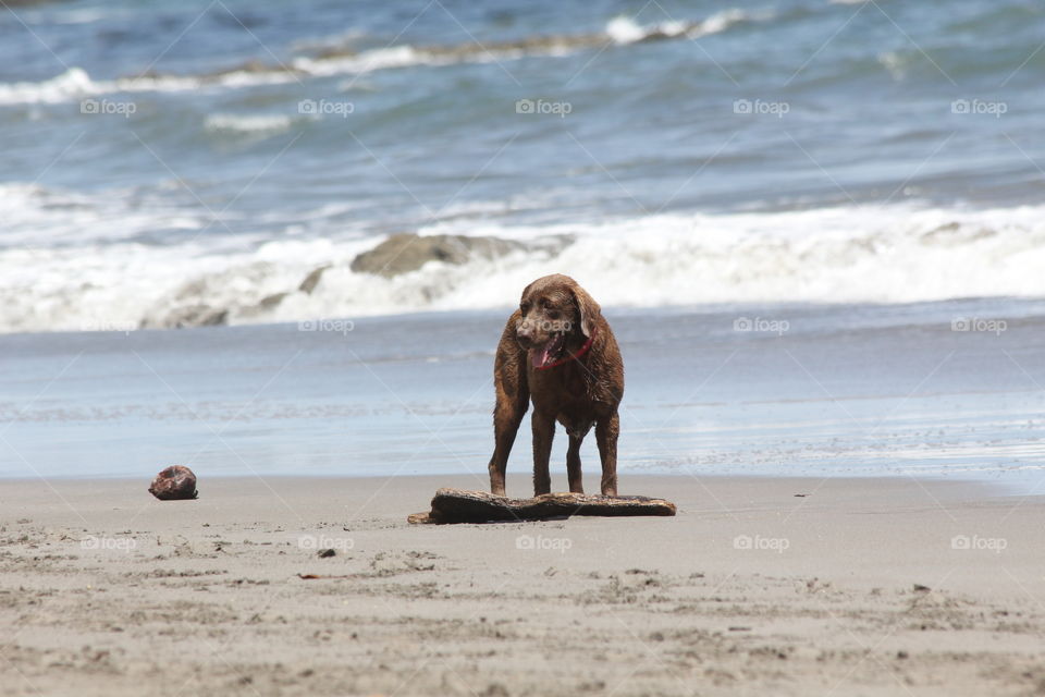 Happy dog on the beach 