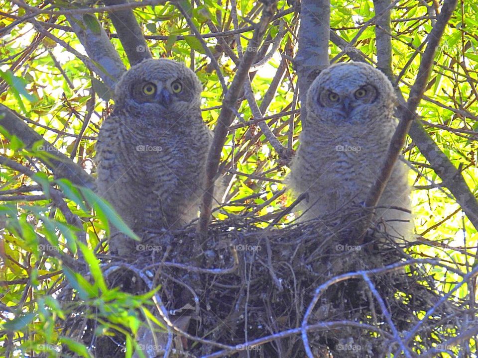 Great Horned Owlets