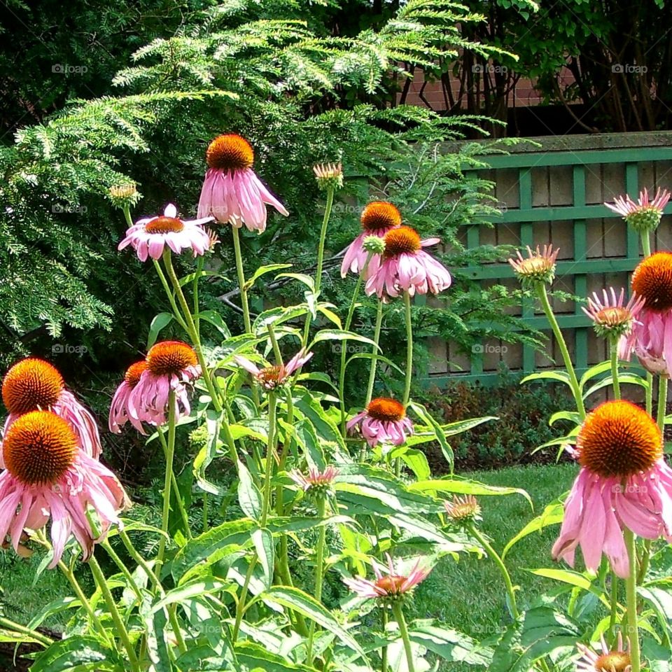Pink Coneflowers blooming in brightly sunlit garden, they are perennials. The garden blooms every year with this foliage & colors.