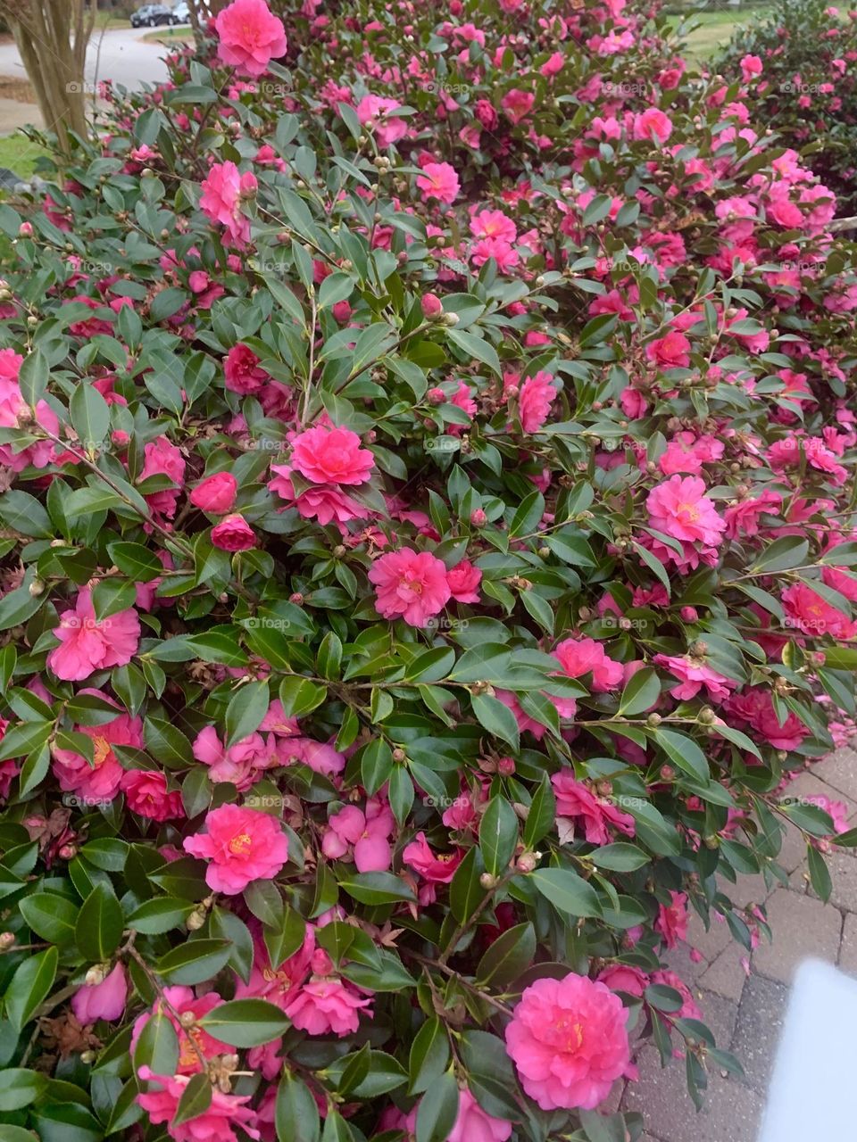 Camellias love the cold