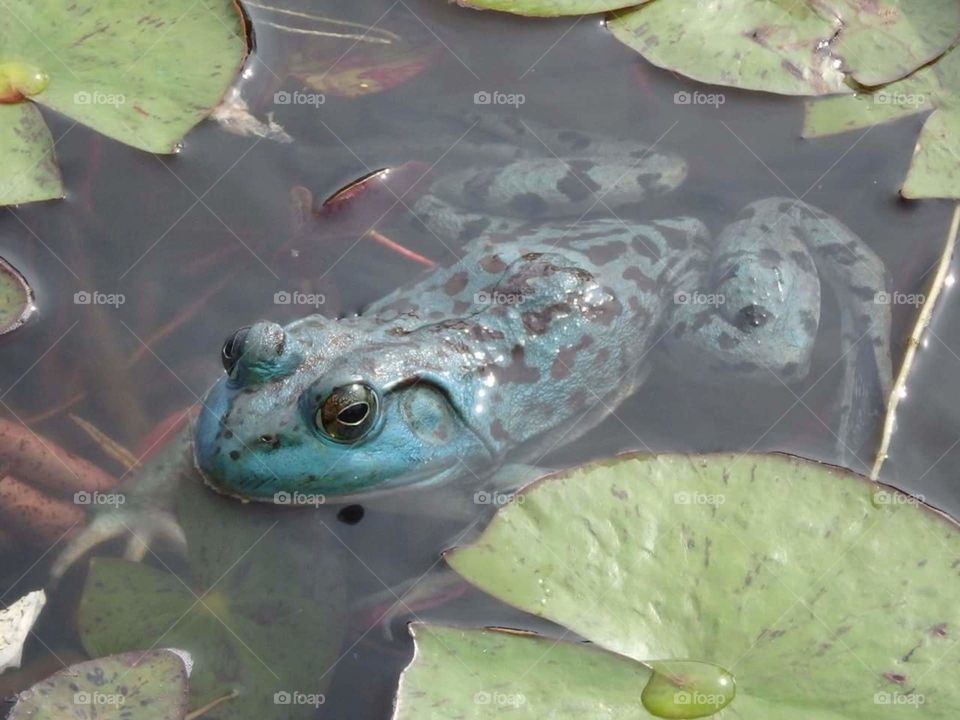 Blue bullfrog