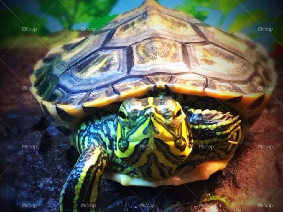 Baby yellow belly slider turtle, pet turtle