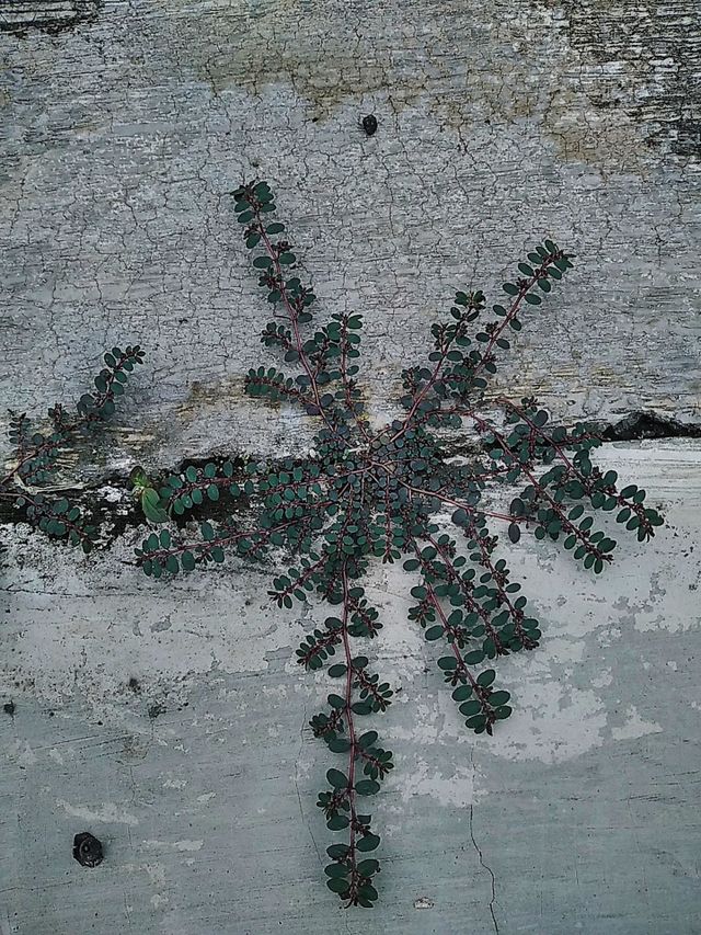 Plants
