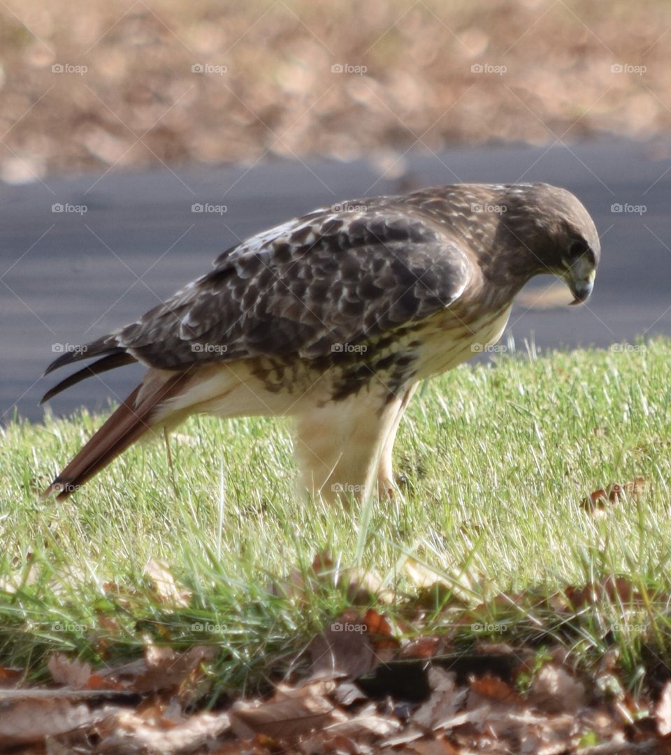 Red-tailed Hawk in a suburban yard. 
