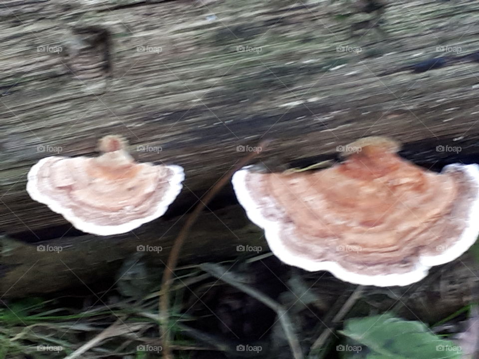 Bracket Fungus