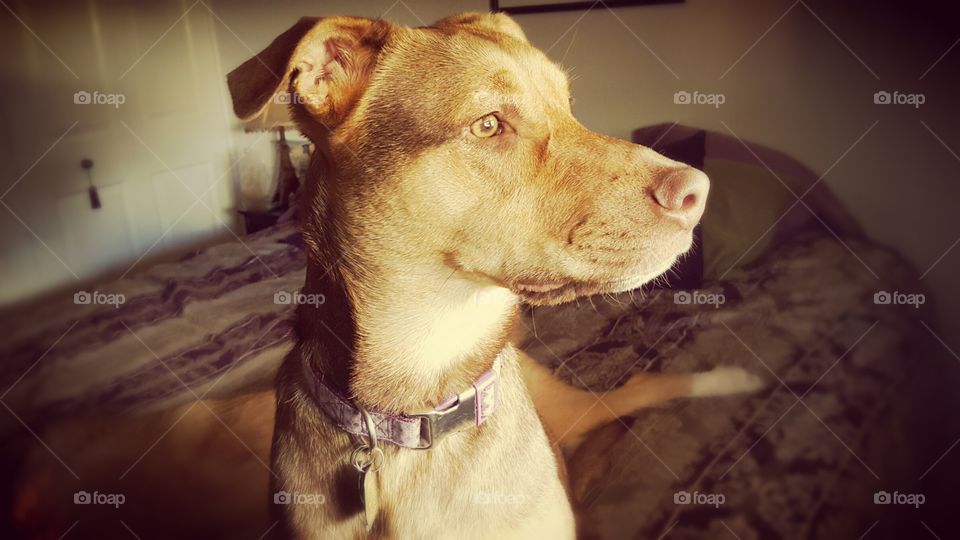 So noble, so beautiful and loyal. Paris is such an amazing Fur baby