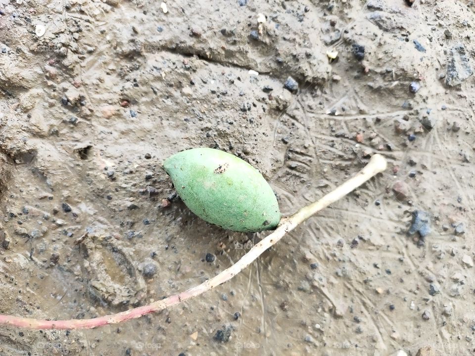 Fruit on Ground
Unripe Mango 🥭
Fallen from Tree 🌲
Flora of World