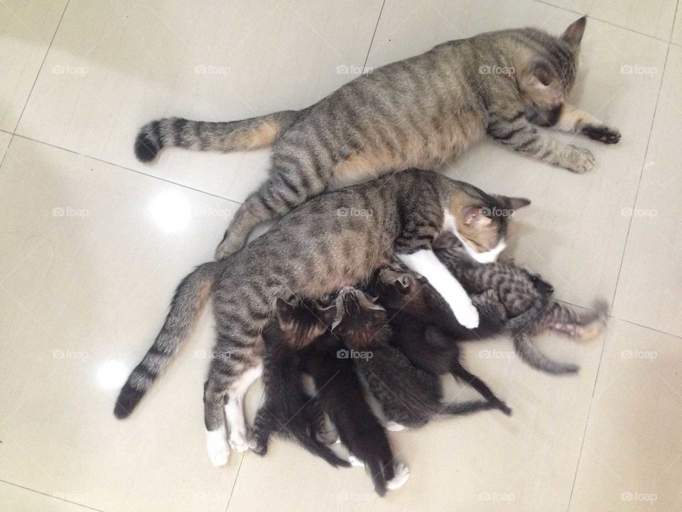 Lovely cat family