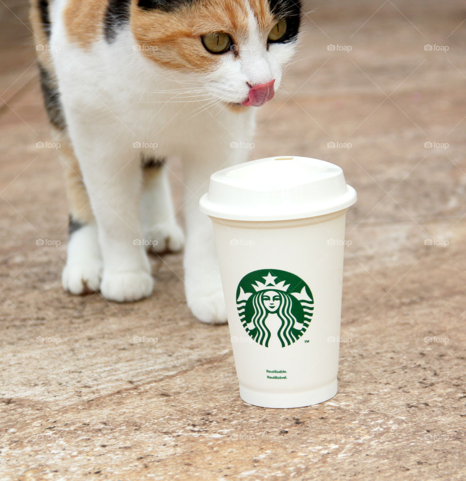 Starbucks coffee and cat