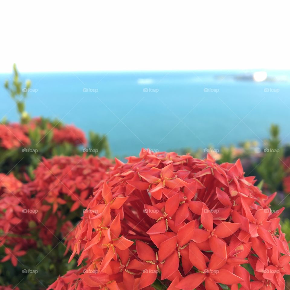 Tropical flower overlooking ocean.