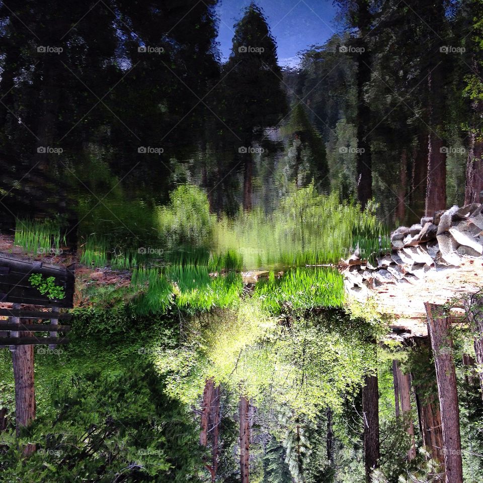 Mirror forest pond