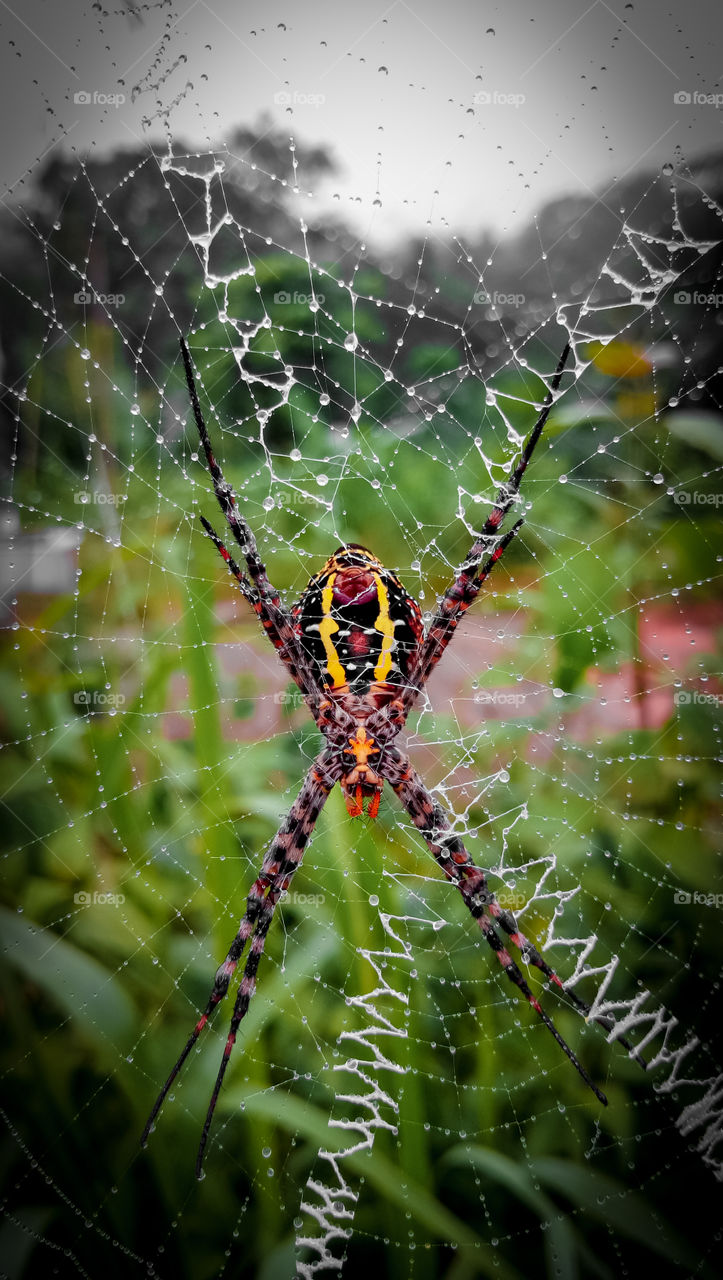 wild animals, spiders of predatory animal species by installing traps with cobwebs