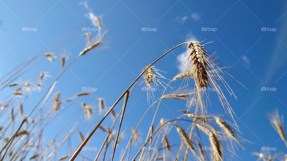 Ear of oats on the field 🌾