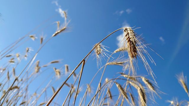 Ear of oats on the field 🌾