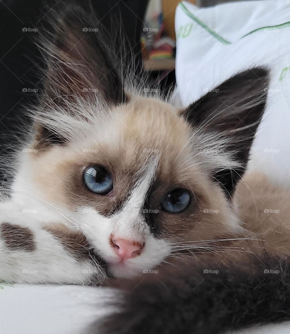 chaton ragdoll