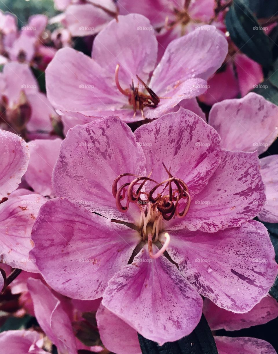 🌹 🇺🇸 Very beautiful flowers to brighten our day.  Live nature and its beauty. Did you like the delicate petals? / 🇧🇷 Flores muito bonitas para alegrar nosso dia. Viva a natureza e sua beleza. Gostaram das pétalas delicadas? 